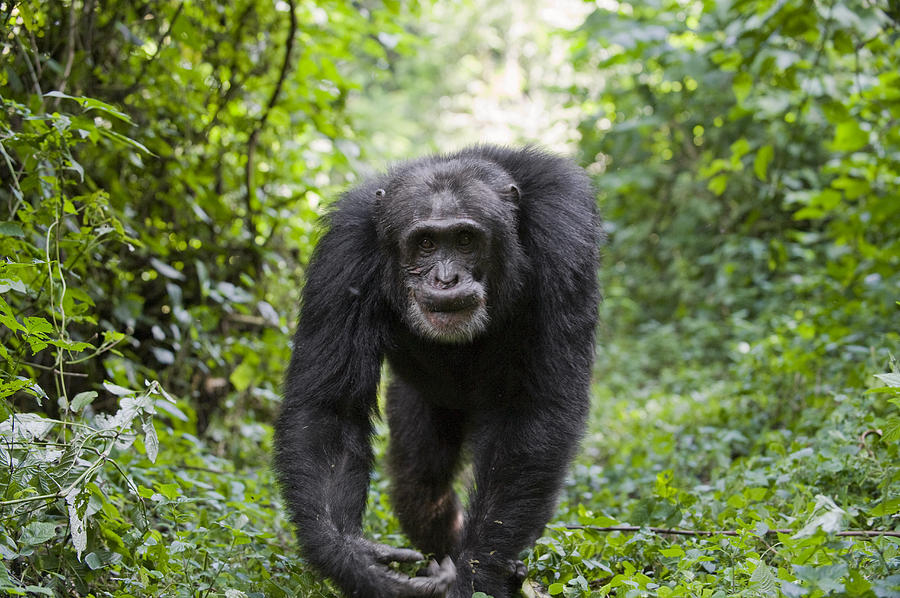 Chimpanzee Alpha Male Western Uganda Photograph by Suzi Eszterhas