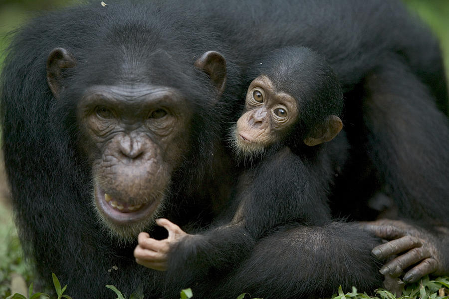 Chimpanzee Female Holding Infant Photograph by Cyril Ruoso