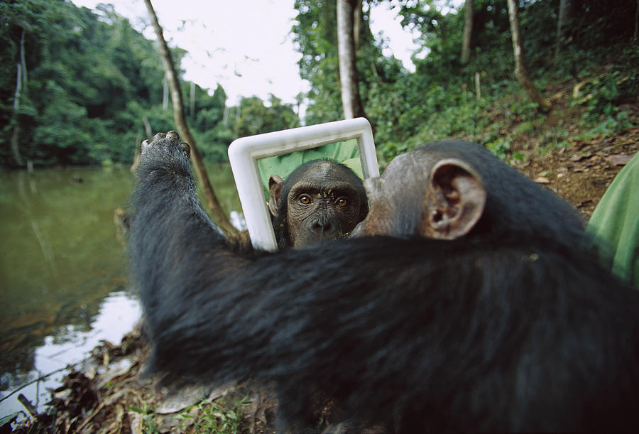 Chimpanzee In the Mirror Photograph by Cyril Ruoso