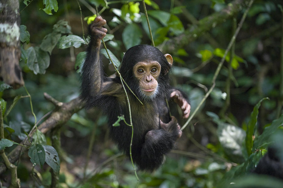 Chimpanzee Infant Playing In Tree Photograph by Suzi Eszterhas