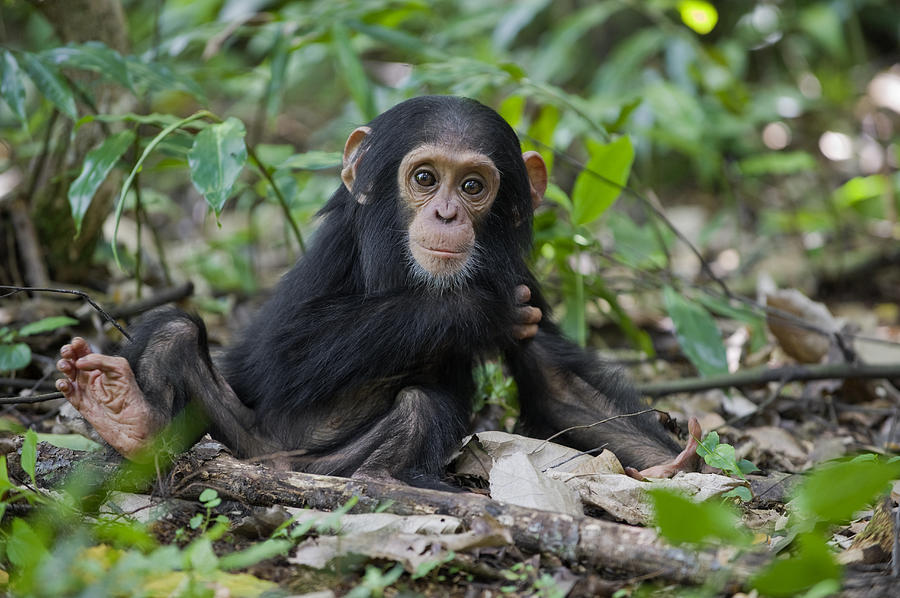 Chimpanzee Infant Western Uganda Photograph by Suzi Eszterhas
