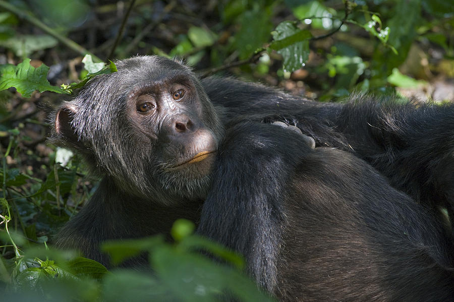 Chimpanzee Male Resting On Forest Floor Photograph by Suzi Eszterhas