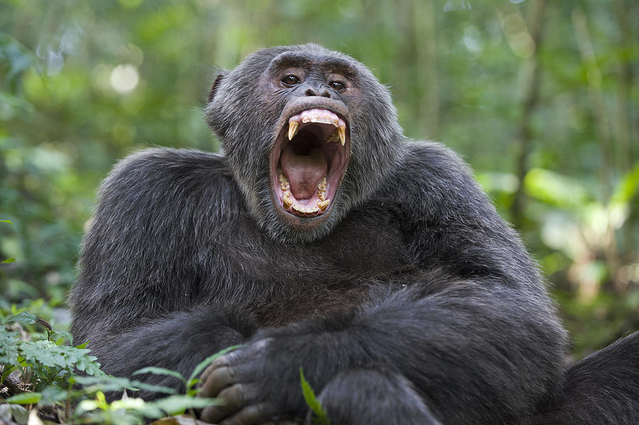 Chimpanzee Male Yawning Western Uganda Photograph by Suzi Eszterhas