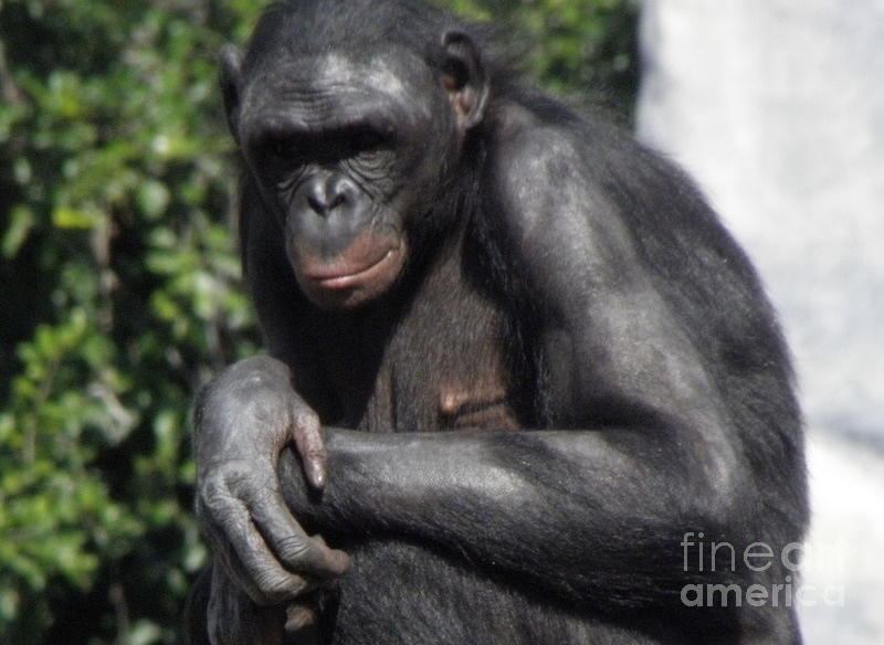 Chimpanzee Photograph by Kim Galluzzo Wozniak