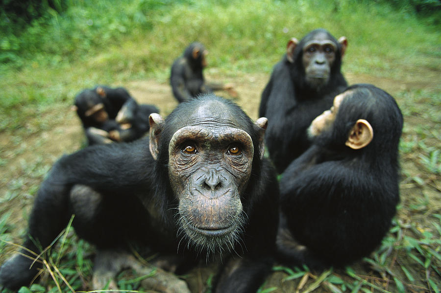 Chimpanzee Pan Troglodytes Female Photograph by Cyril Ruoso