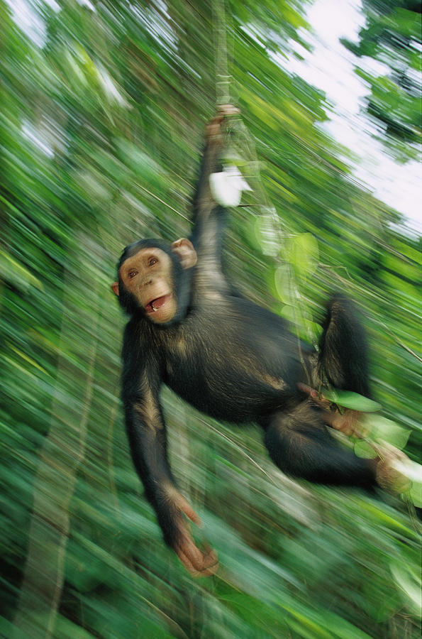 Chimpanzee Swinging Photograph by Cyril Ruoso