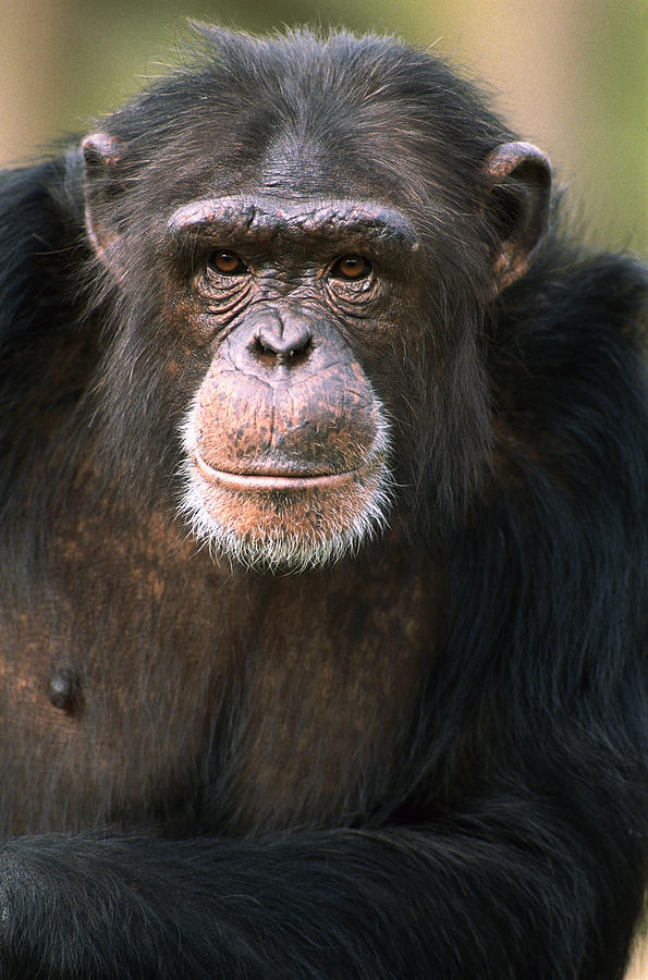 Chimpanzee Pan Troglodytes Male Photograph by Gerry Ellis