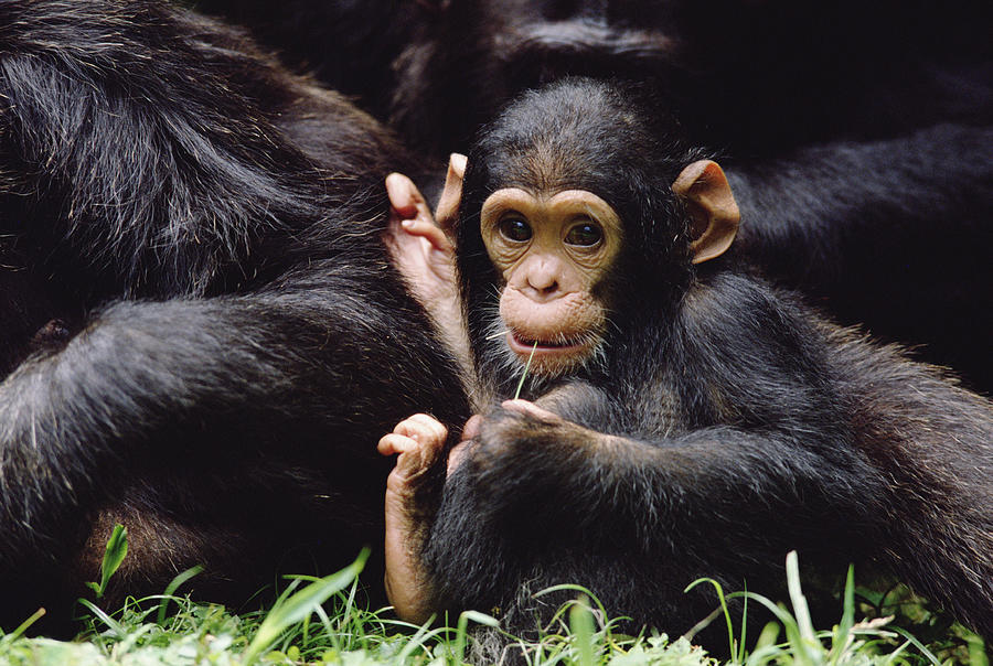 Chimpanzee Pan Troglodytes Mom Photograph by Gerry Ellis
