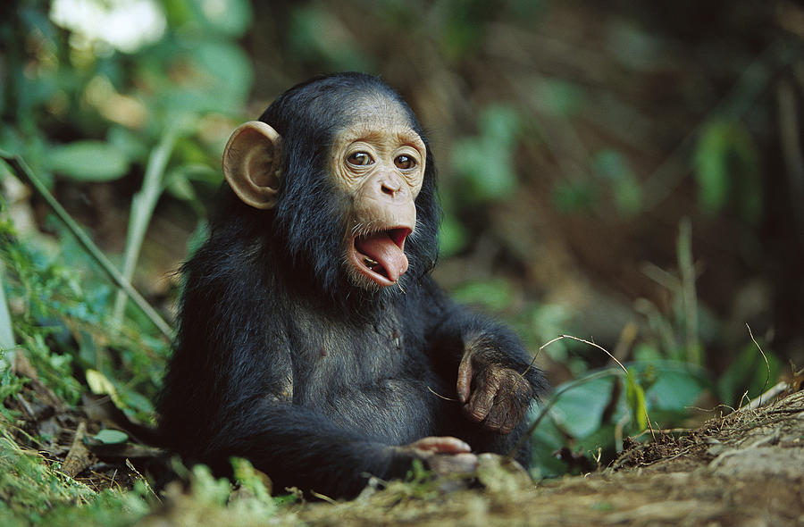 Chimpanzee Pan Troglodytes Orphan, Gabon Photograph by Cyril Ruoso