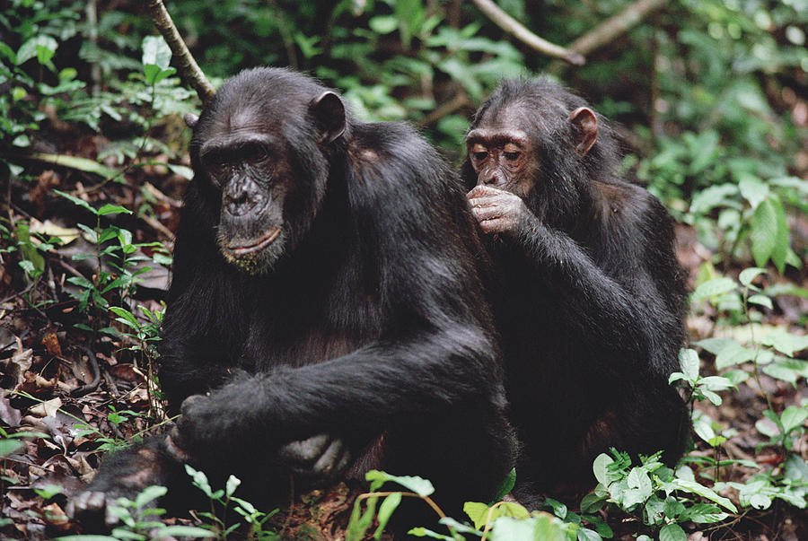 Chimpanzee Pan Troglodytes Pair Photograph by Gerry Ellis