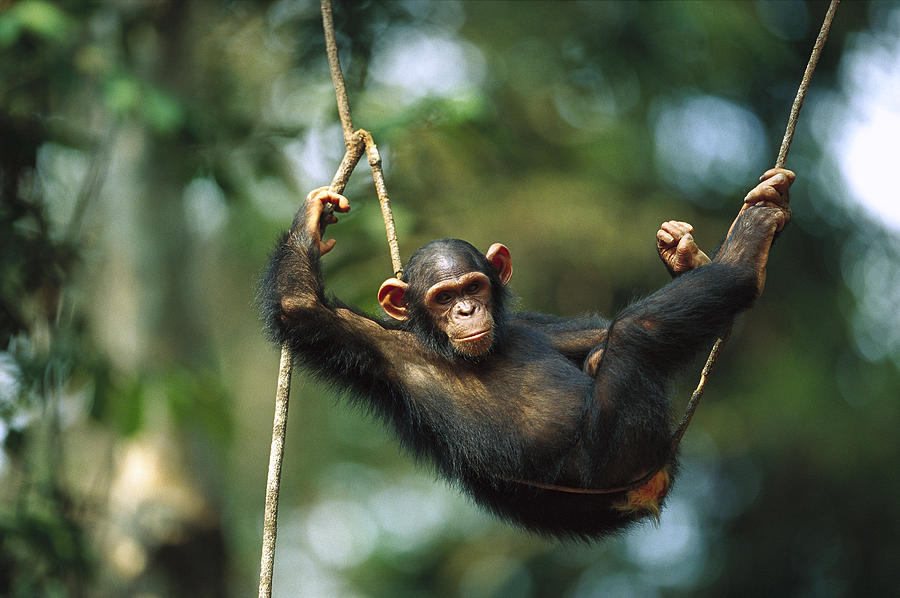 Chimpanzee Pan Troglodytes Resting Photograph by Cyril Ruoso
