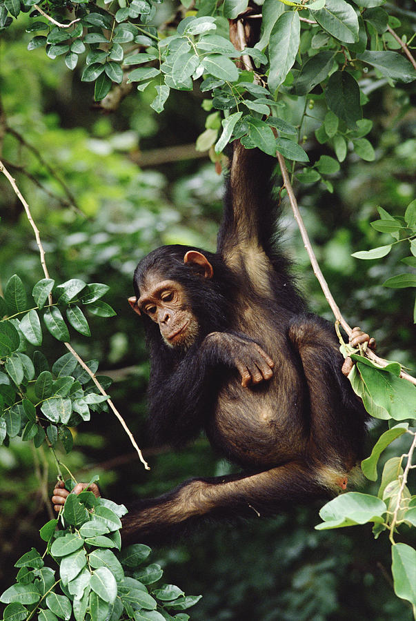 Chimpanzee Pan Troglodytes Swinging In Photograph by Gerry Ellis