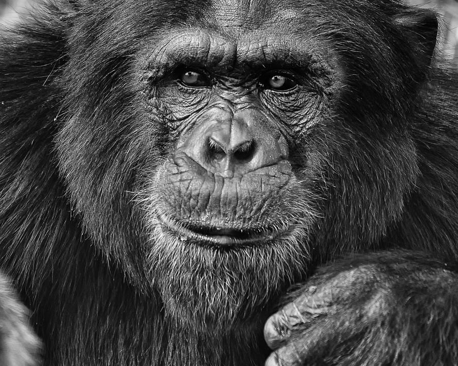 Wildlife Photograph - Chimpanzee Portrait 2 by Richard Matthews