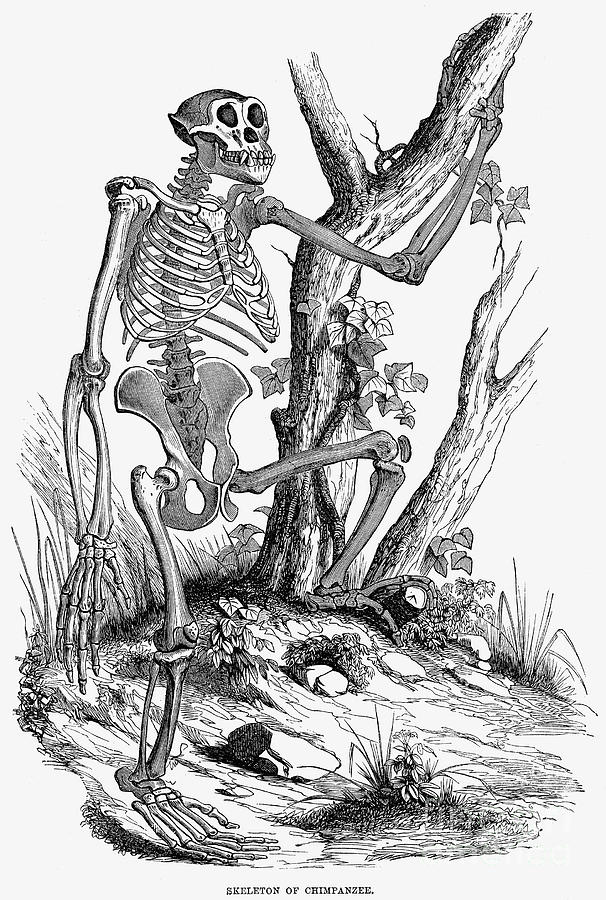 Chimpanzee Skeleton Photograph by Granger