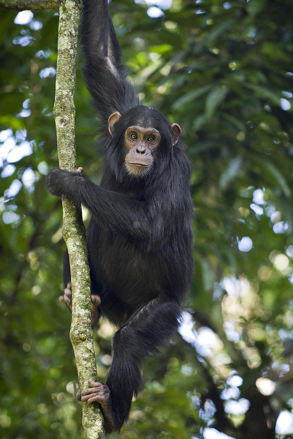 Chimpanzee Subadult In Tree Western Photograph by Suzi Eszterhas