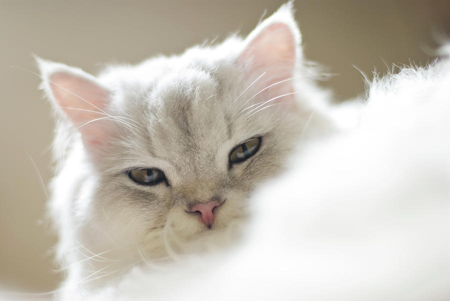 Chinchilla Cat Photograph by Lawren