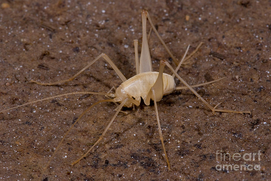 Chinese Cave Cricket Photograph by Dant Fenolio