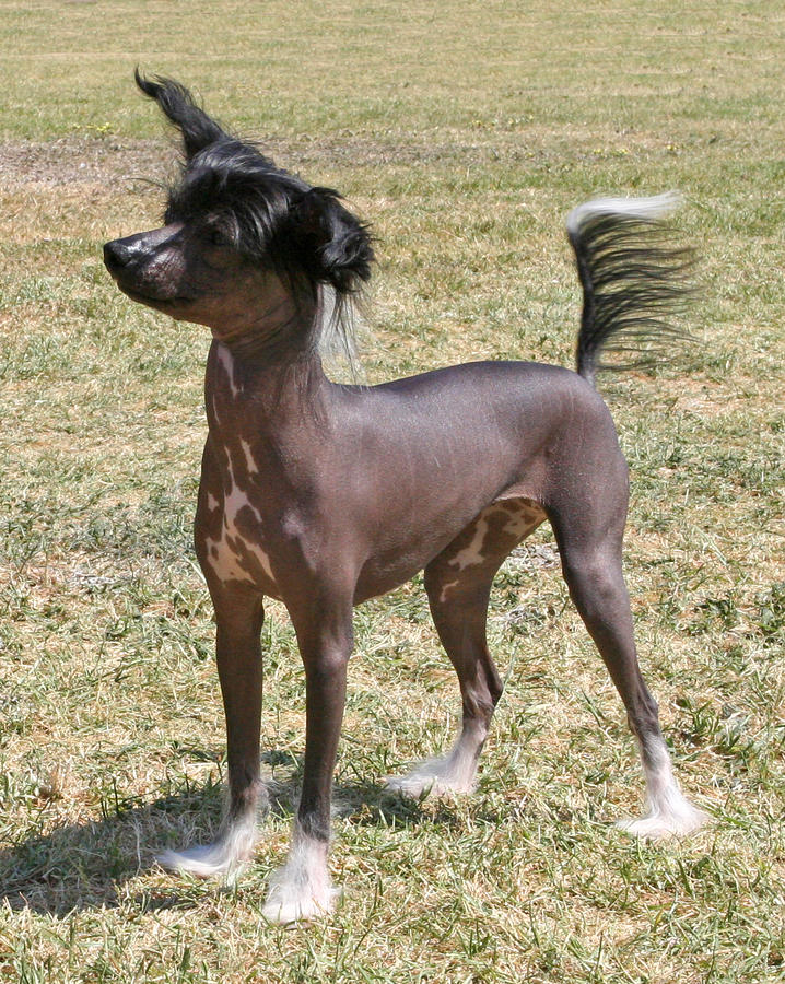 Chinese Crested Hairless Two Photograph By Rebecca Newton Fine Art   Chinese Crested Hairless Two Rebecca Newton 