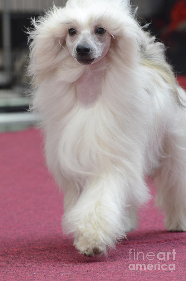 chinese crested powder puff white