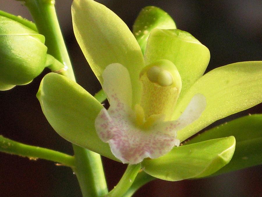 Chinese Cymbidium Orchid Photograph by Alfred Ng