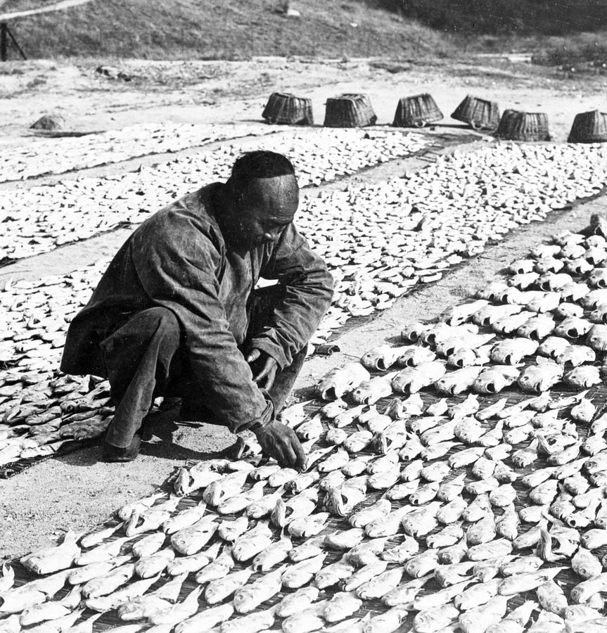Chinese man drying fish on the shore - c 1902 Photograph by International  Images
