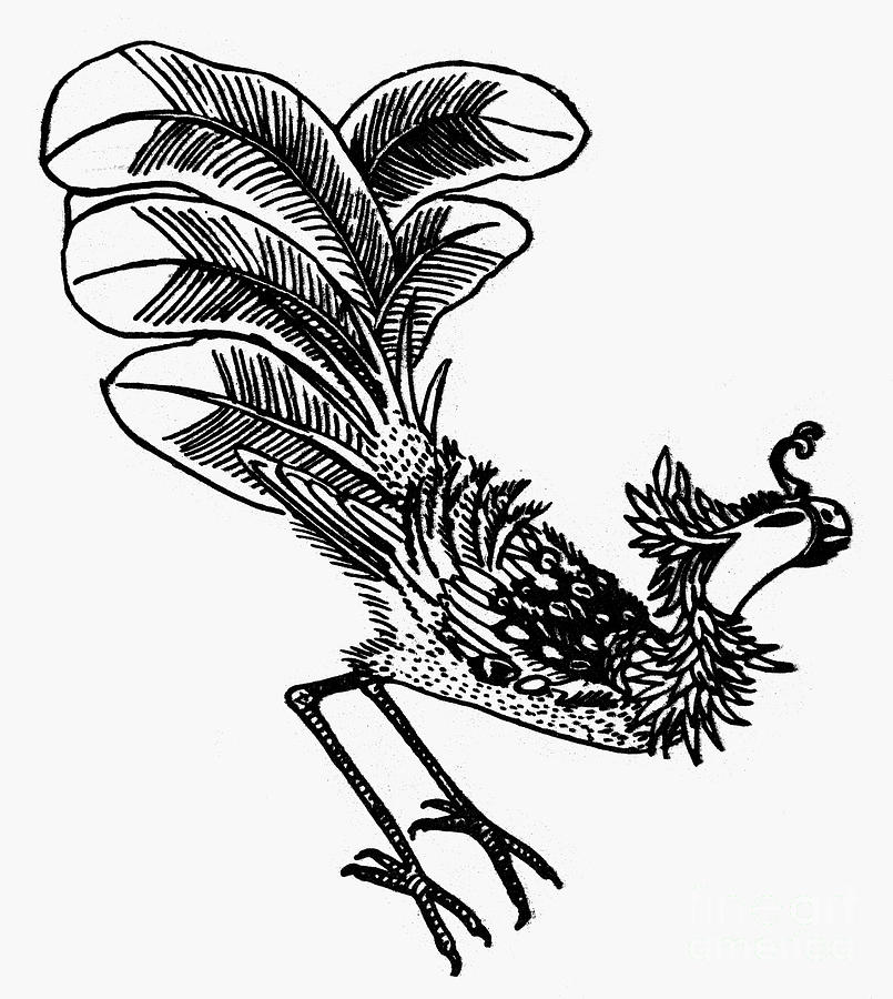Chinese Mythology: Phoenix Photograph by Granger