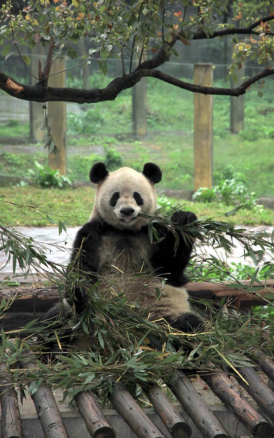 Chinese Panda Photograph by Valentino Visentini