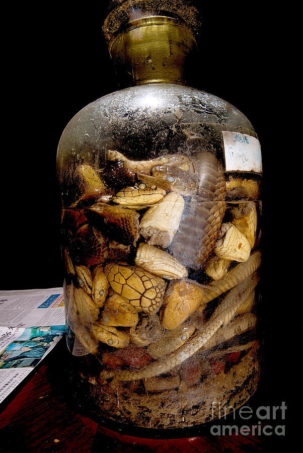 Chinese Snake Wine Photograph by Dant� Fenolio