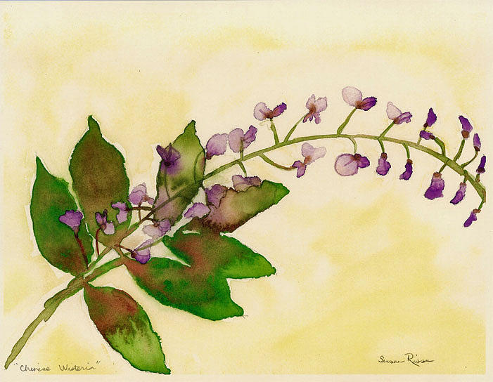 Flowers Still Life Painting - Chinese Wisteria by Susan Risse