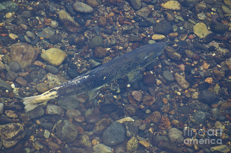 Chinook Salmon Photograph by Jim And Emily Bush