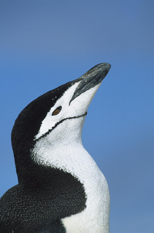 Chinstrap Penguin Adult Calling Photograph by Colin Monteath