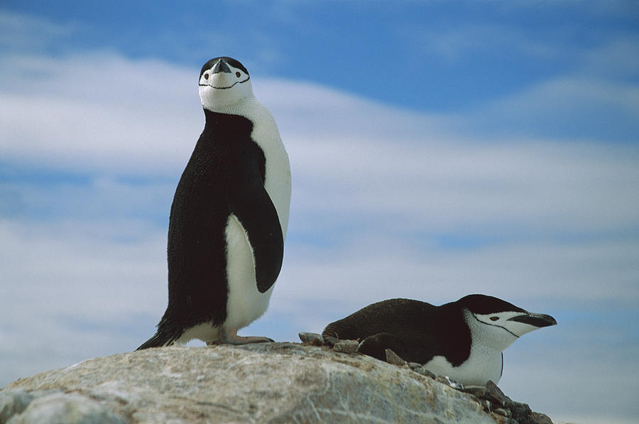 Chinstrap Penguin Couple In Rookery Photograph by Colin Monteath
