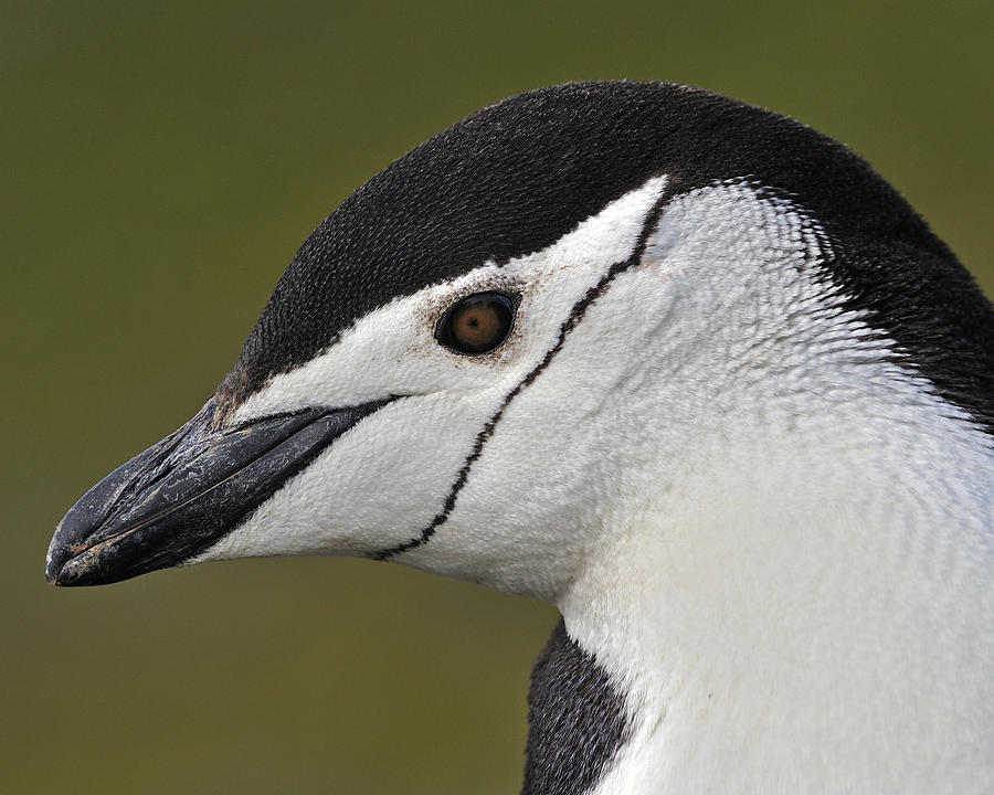 Penguin Photograph - Chinstrap Penguin by Tony Beck