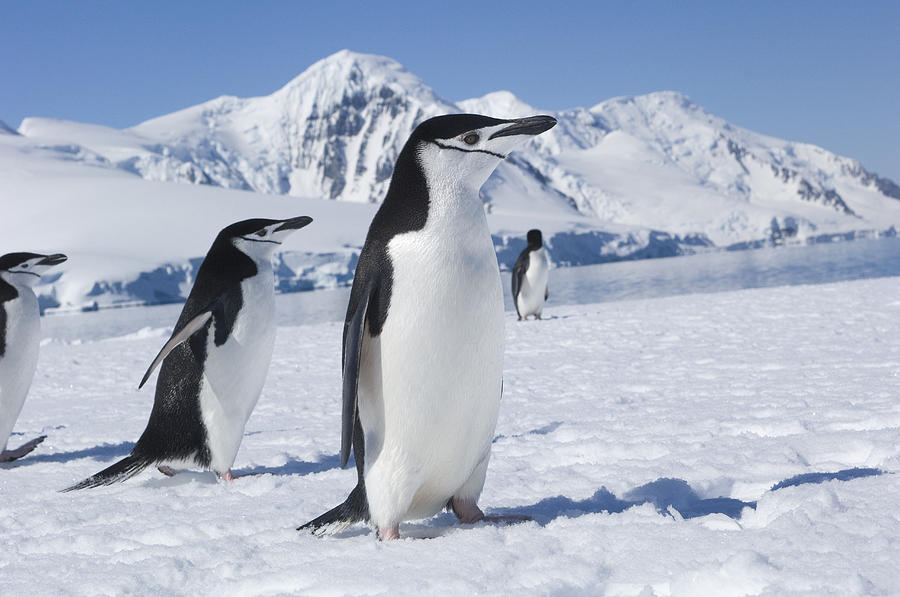 Chinstrap Penguins  Antarctic Penninsula Photograph by Flip Nicklin