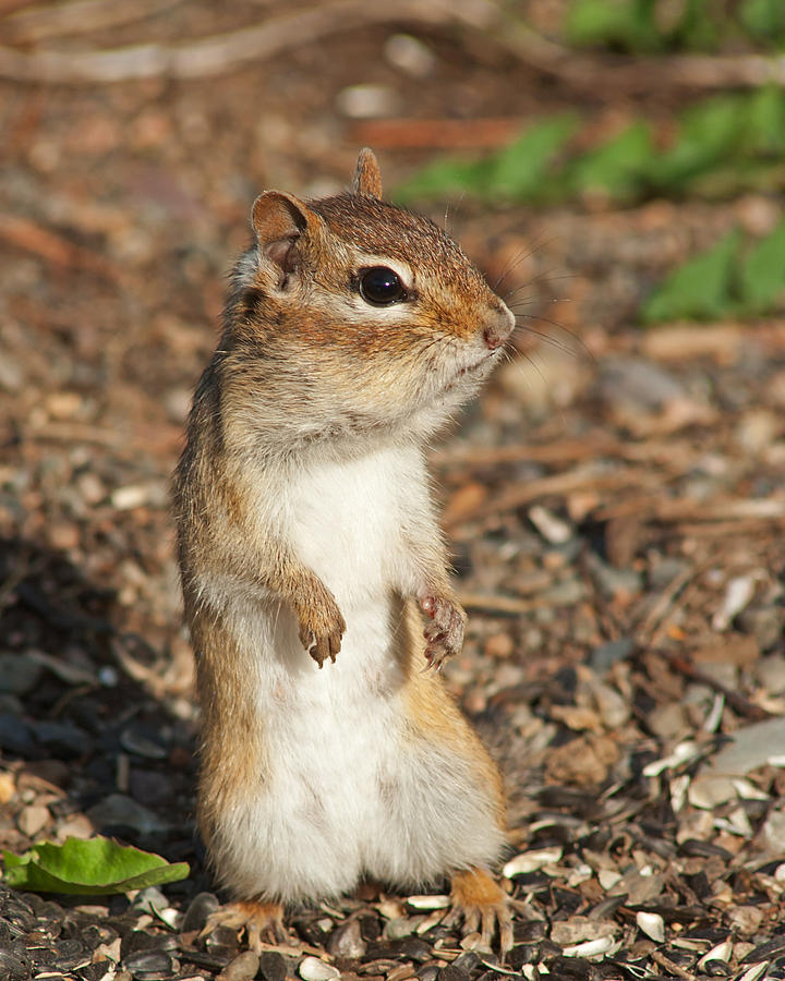 Chipmunk Attitude Photograph by Jeff Galbraith | Fine Art America