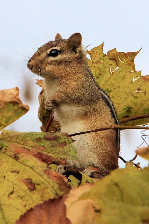 Chipmunk Photograph by Doris Potter