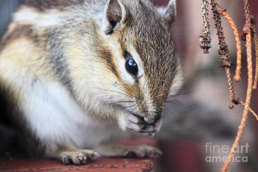 Chipmunk eating a nut Photograph by Simon Bratt