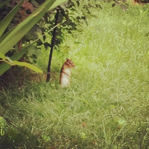 Nature Photograph - Chipmunk In My Parents Back Yard by Danielle McNeil