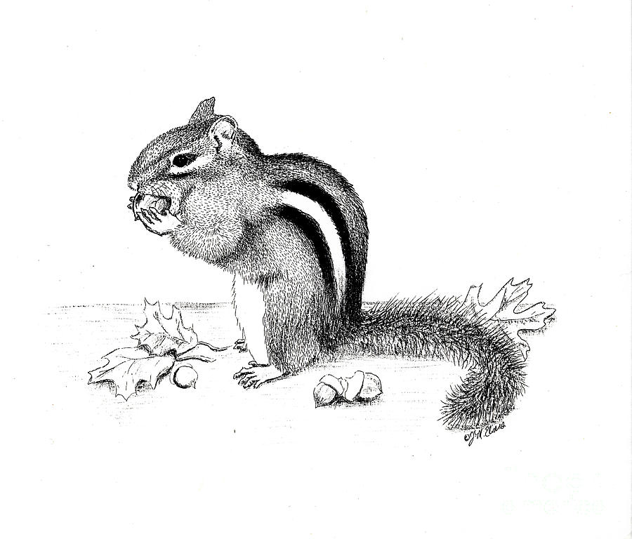 Chipmunk Drawing by Jackie Irwin