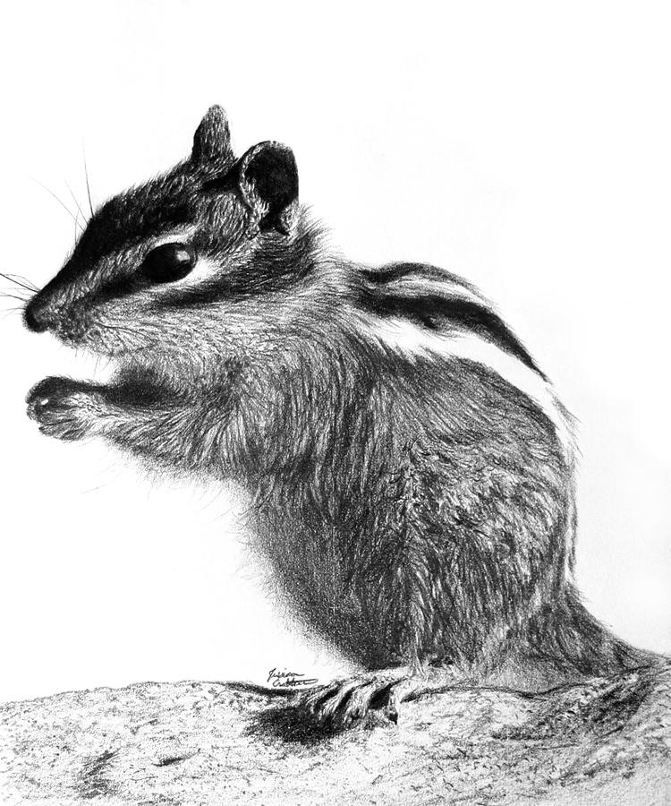 Chipmunk Drawing by Jessica Crabtree