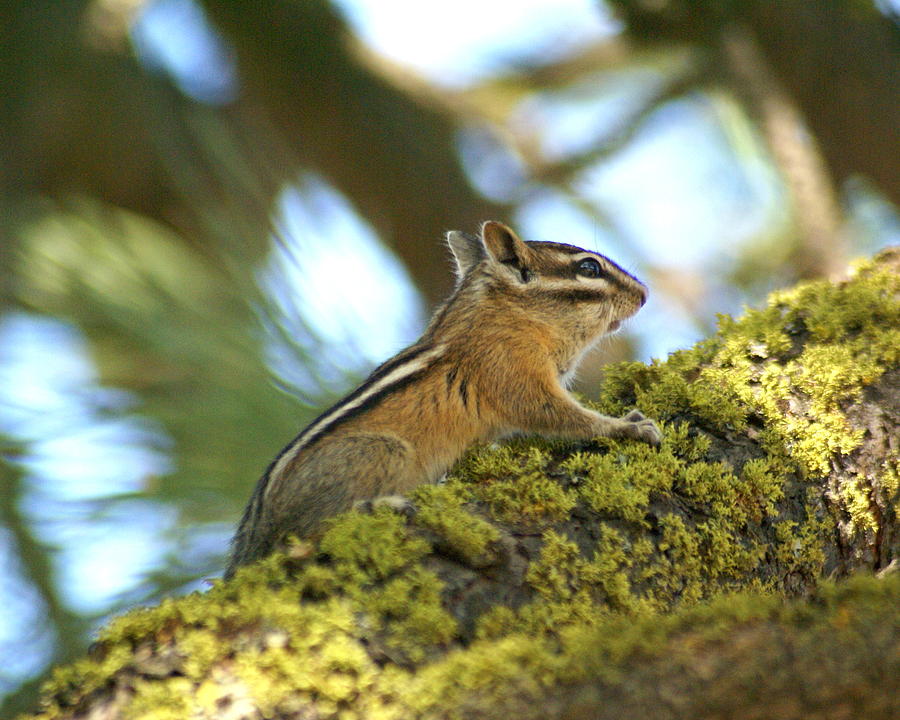 Chipmunk on Mossy Tree Photograph by Ben Upham III