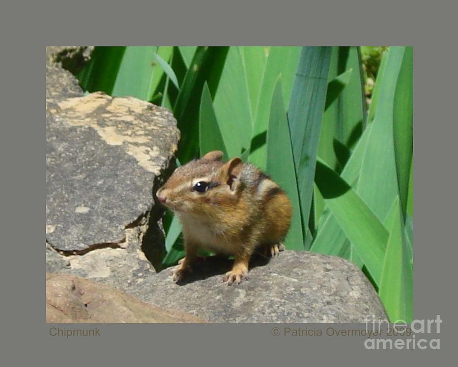 Chipmunk Photograph by Patricia Overmoyer
