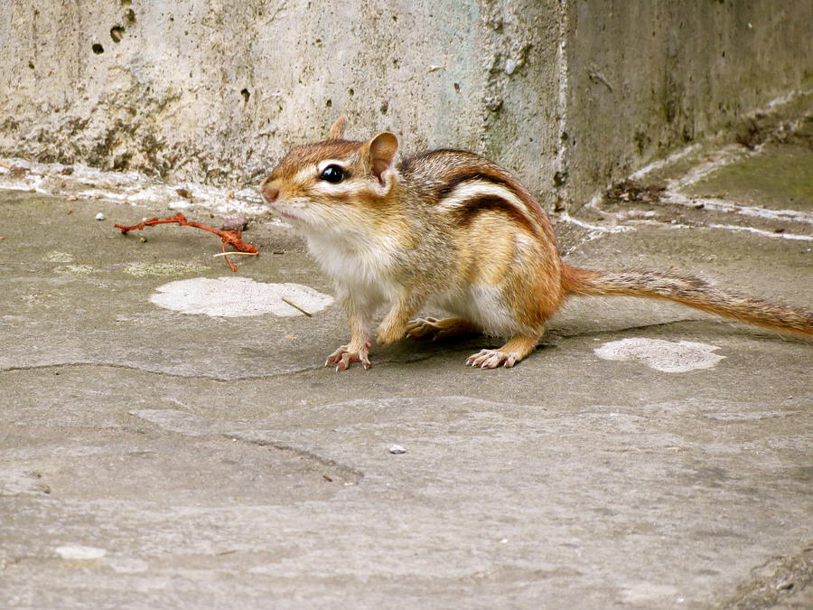 Chipmunk Scurry Photograph by Azthet Photography