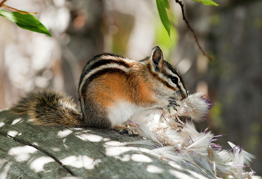 Chipmunk Photograph by Terry Dadswell