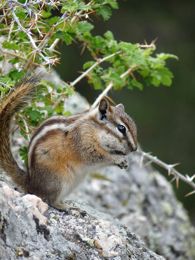 Chipmunk  Photograph by Terry Eve Tanner