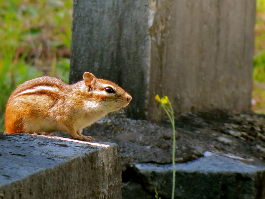 Chipmunk with Flower Photograph by Azthet Photography