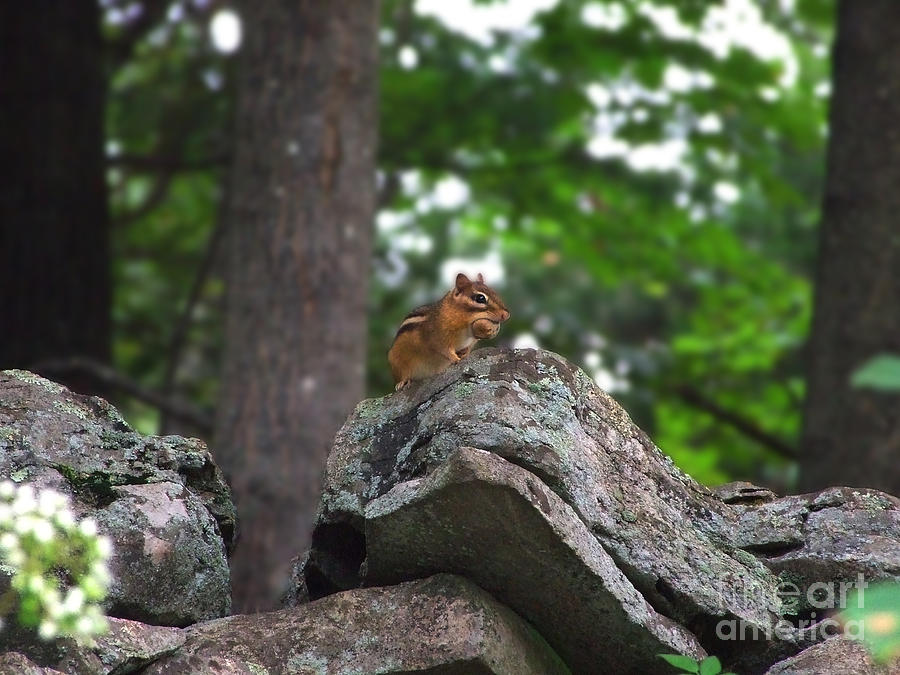Chipmunk with Nut Photograph Photograph by Kristen Fox