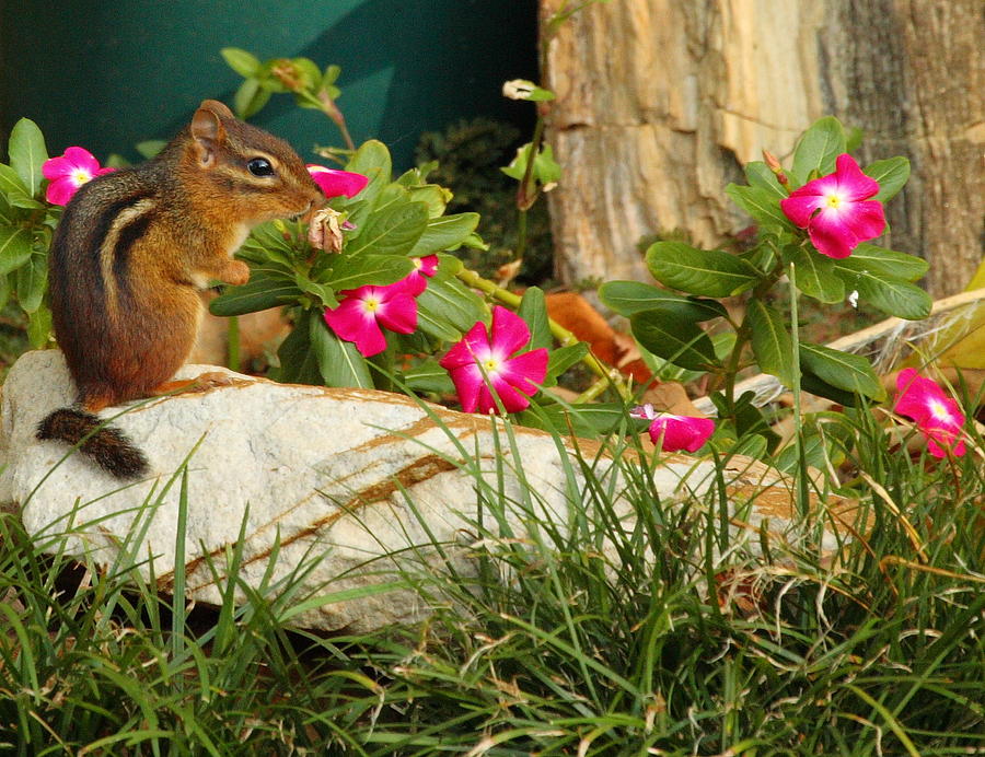 Chipper Chipmunk Photograph by Andrew McInnes