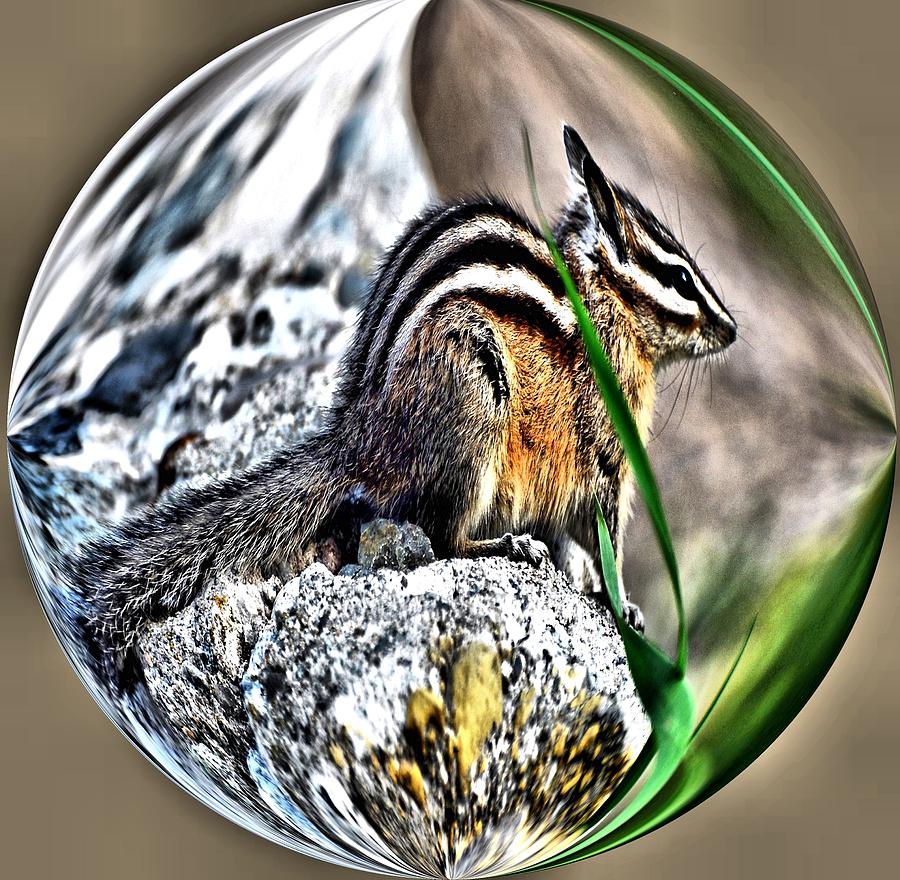 Wildlife Digital Art - Chipper Monk by Don Mann