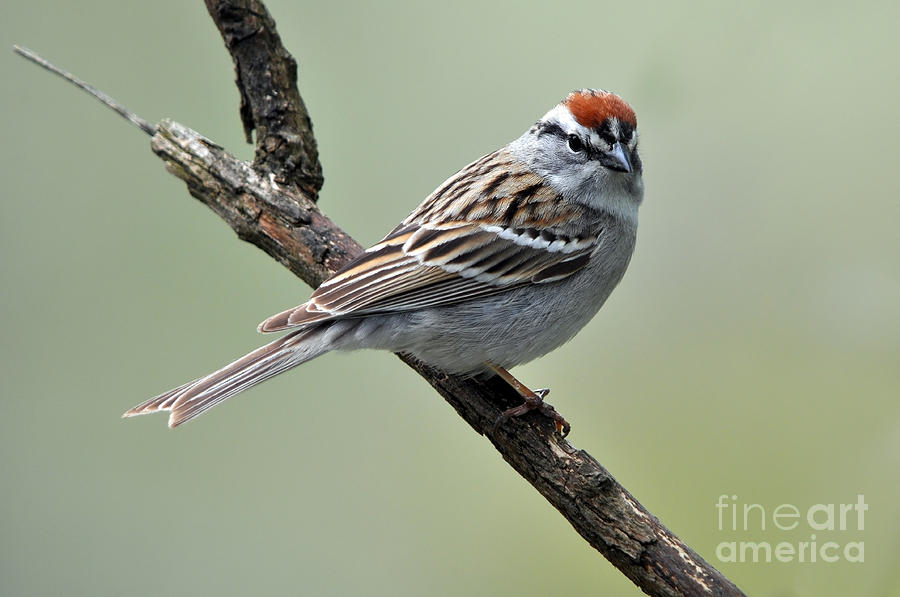 Chipping Sparrow Photograph by Laura Mountainspring